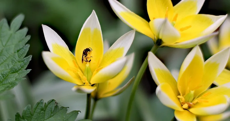 What Cultures Celebrate Spring?