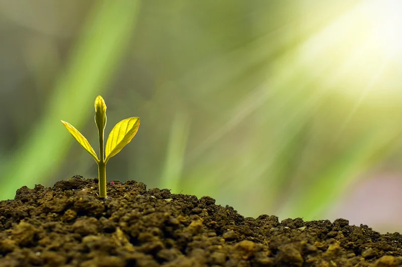 The Four Pillars of a Winning Plan