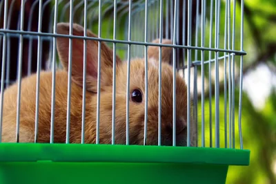 rabbit